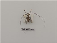 藏品(五星白天牛)的圖片